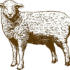 png-transparent-sheep-grazing-graphy-illustration-sheep-animals-photography-cow-goat-family