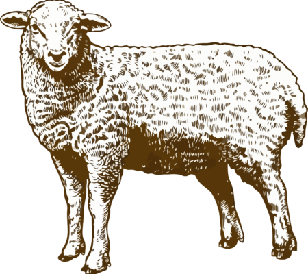 png-transparent-sheep-grazing-graphy-illustration-sheep-animals-photography-cow-goat-family